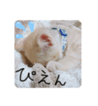 そら【子猫】（個別スタンプ：3）