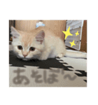 そら【子猫】（個別スタンプ：4）