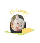そら【子猫】（個別スタンプ：5）