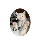 そら【子猫】（個別スタンプ：6）