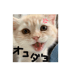 そら【子猫】（個別スタンプ：7）