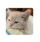 そら【子猫】（個別スタンプ：8）
