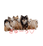 愛くるしいチワワ（個別スタンプ：2）