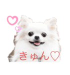 愛くるしいチワワ（個別スタンプ：3）
