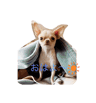 愛くるしいチワワ（個別スタンプ：4）
