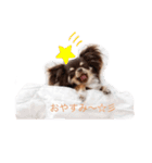 愛くるしいチワワ（個別スタンプ：5）