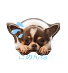 愛くるしいチワワ（個別スタンプ：10）