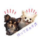 愛くるしいチワワ（個別スタンプ：14）