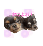 コロンとちゃんまの挨拶犬（個別スタンプ：1）