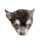 コロンとちゃんまの挨拶犬（個別スタンプ：2）