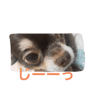 コロンとちゃんまの挨拶犬（個別スタンプ：4）