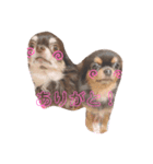 コロンとちゃんまの挨拶犬（個別スタンプ：6）