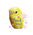 セキセイインコぴっぴとぽっぽ①（個別スタンプ：1）
