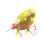 セキセイインコぴっぴとぽっぽ①（個別スタンプ：2）