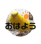 セキセイインコぴっぴとぽっぽ①（個別スタンプ：3）