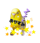 セキセイインコぴっぴとぽっぽ①（個別スタンプ：4）
