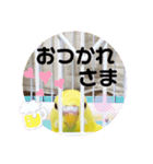 セキセイインコぴっぴとぽっぽ①（個別スタンプ：5）