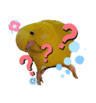 セキセイインコぴっぴとぽっぽ①（個別スタンプ：6）