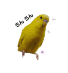セキセイインコぴっぴとぽっぽ①（個別スタンプ：7）