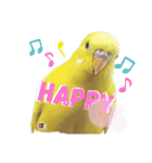 セキセイインコぴっぴとぽっぽ①（個別スタンプ：9）