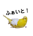 セキセイインコぴっぴとぽっぽ①（個別スタンプ：10）