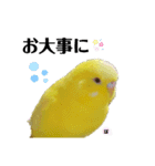 セキセイインコぴっぴとぽっぽ①（個別スタンプ：12）