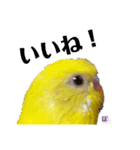セキセイインコぴっぴとぽっぽ①（個別スタンプ：15）