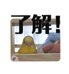 セキセイインコぴっぴとぽっぽ①（個別スタンプ：16）