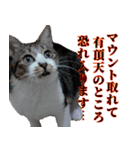 悪態つきます！キジ白キャットの塩対応（個別スタンプ：1）