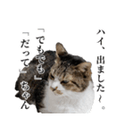 悪態つきます！キジ白キャットの塩対応（個別スタンプ：2）