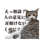 悪態つきます！キジ白キャットの塩対応（個別スタンプ：3）