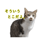 悪態つきます！キジ白キャットの塩対応（個別スタンプ：5）