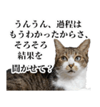 悪態つきます！キジ白キャットの塩対応（個別スタンプ：6）
