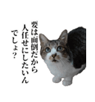悪態つきます！キジ白キャットの塩対応（個別スタンプ：8）