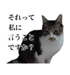 悪態つきます！キジ白キャットの塩対応（個別スタンプ：9）