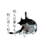 悪態つきます！キジ白キャットの塩対応（個別スタンプ：11）