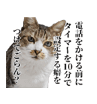 悪態つきます！キジ白キャットの塩対応（個別スタンプ：12）
