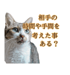 悪態つきます！キジ白キャットの塩対応（個別スタンプ：13）