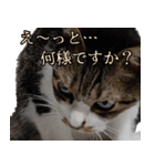 悪態つきます！キジ白キャットの塩対応（個別スタンプ：14）