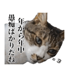 悪態つきます！キジ白キャットの塩対応（個別スタンプ：15）