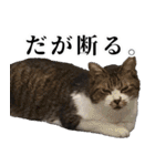 悪態つきます！キジ白キャットの塩対応（個別スタンプ：16）