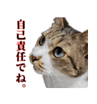 悪態つきます！キジ白キャットの塩対応（個別スタンプ：18）