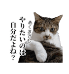 悪態つきます！キジ白キャットの塩対応（個別スタンプ：19）