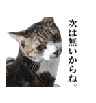 悪態つきます！キジ白キャットの塩対応（個別スタンプ：20）