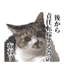 悪態つきます！キジ白キャットの塩対応（個別スタンプ：21）