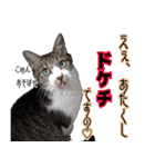 悪態つきます！キジ白キャットの塩対応（個別スタンプ：24）