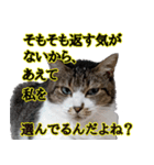 悪態つきます！キジ白キャットの塩対応（個別スタンプ：25）