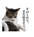 悪態つきます！キジ白キャットの塩対応（個別スタンプ：26）