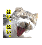 悪態つきます！キジ白キャットの塩対応（個別スタンプ：28）