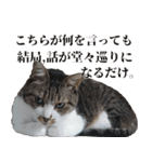 悪態つきます！キジ白キャットの塩対応（個別スタンプ：30）